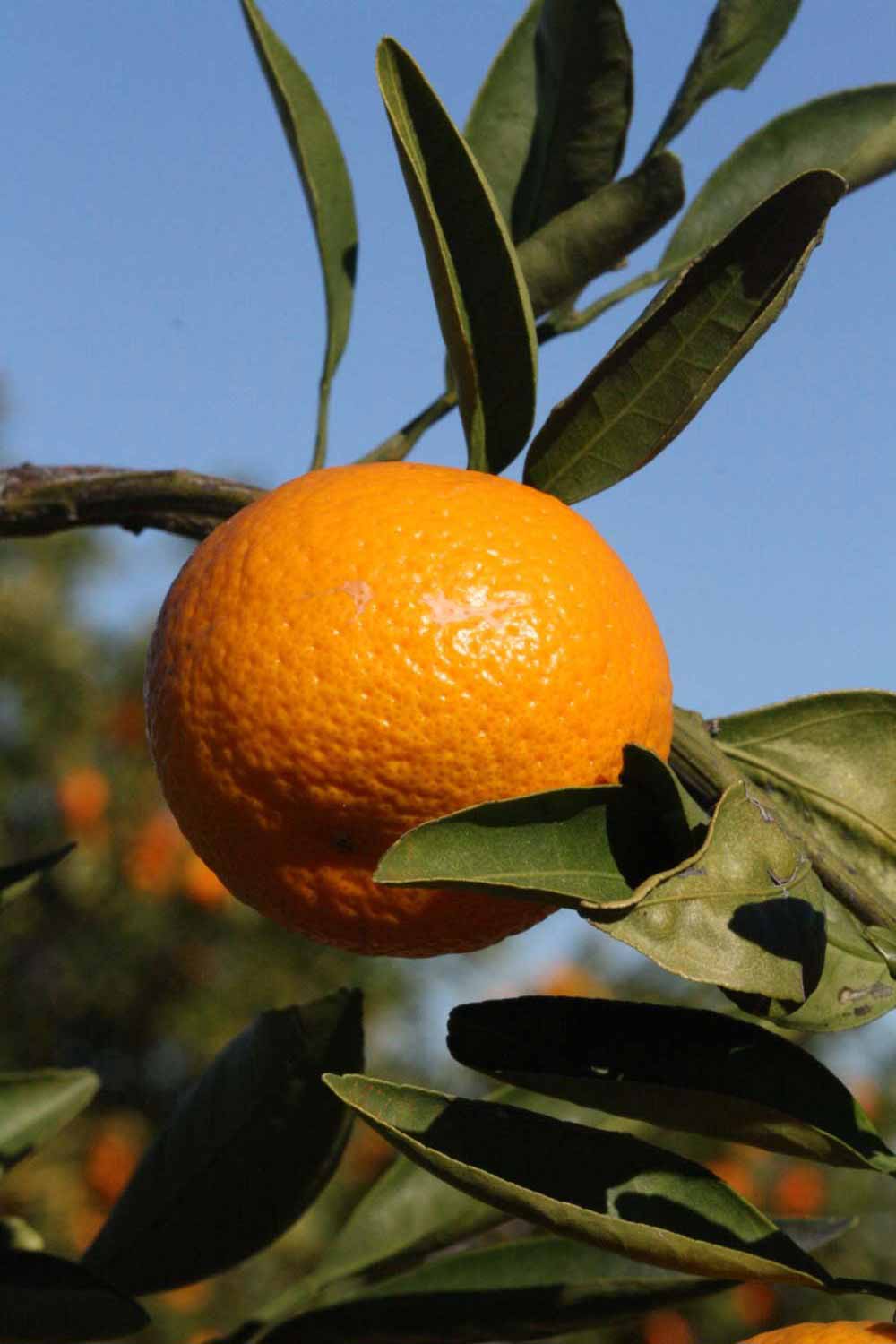            Fruit (Riverside, CA)   